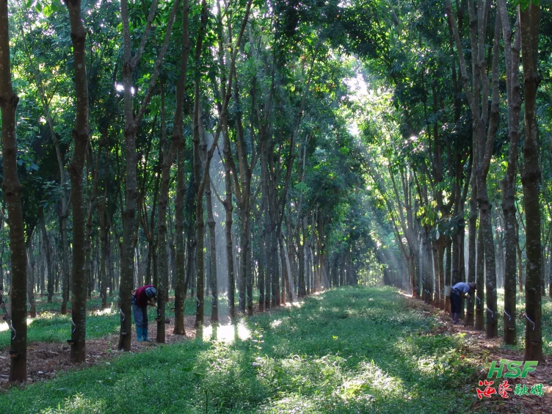 深化基地端割膠生產(chǎn)管理機(jī)制改革，海南橡膠推出這些新舉措→